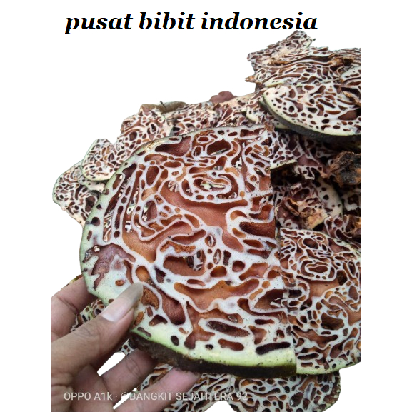 

Herbal sarang semut 1 kg asli Papua fresh segar basah