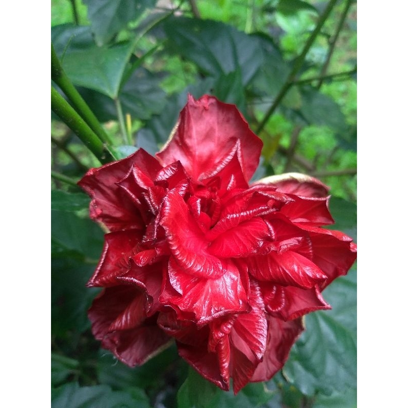 kembang sepatu (hibiscus rosa-sinensis)