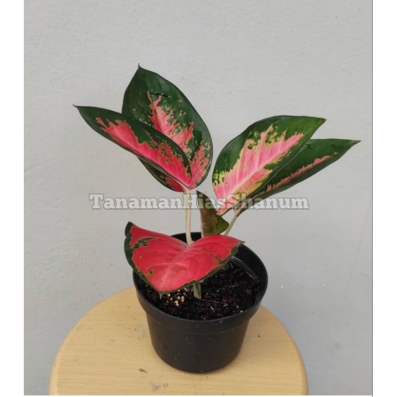 tanaman aglaonema kochin pink - aglonema kochin - aglaonema kochin - aglonema kocin - aglaonema koch