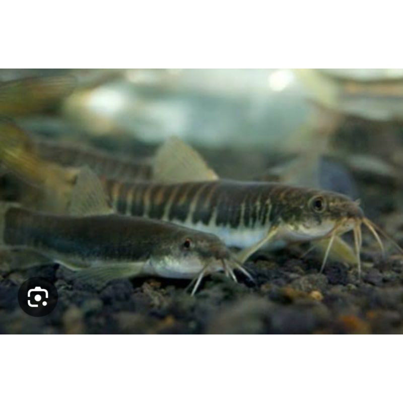 uceng hias untuk pembersih lumut alga