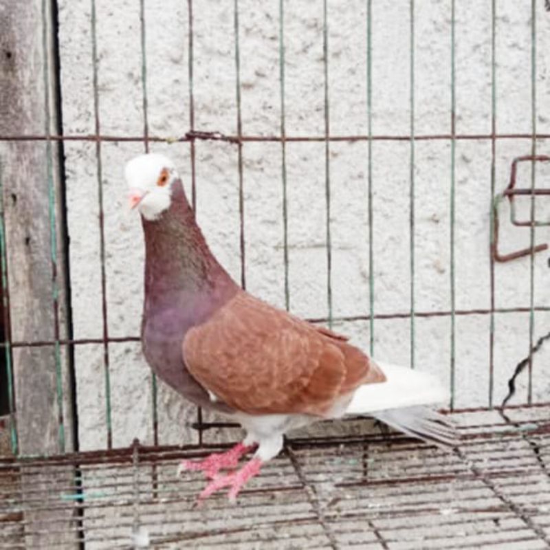 burung dara merpati betina belentong sesuwai poto