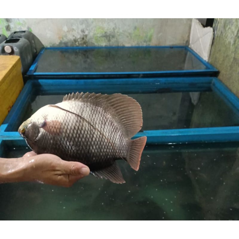 

Ikan Gurame Segar (Hidup) /1KG