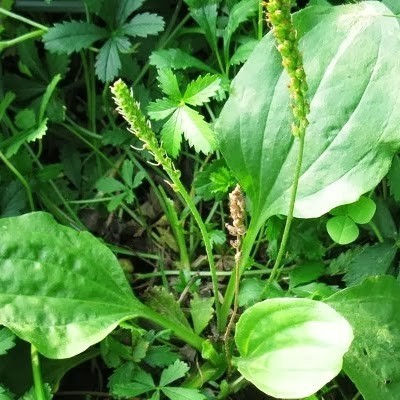 

Daun sendok atau kiurat fres 1kg