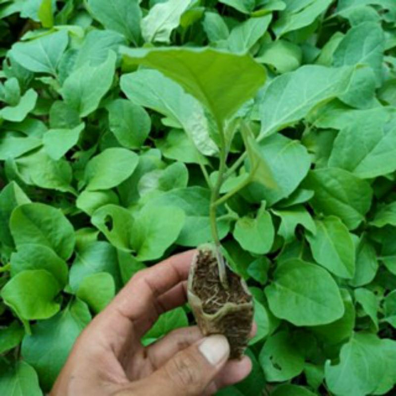 bibit terong ungu siap tanam