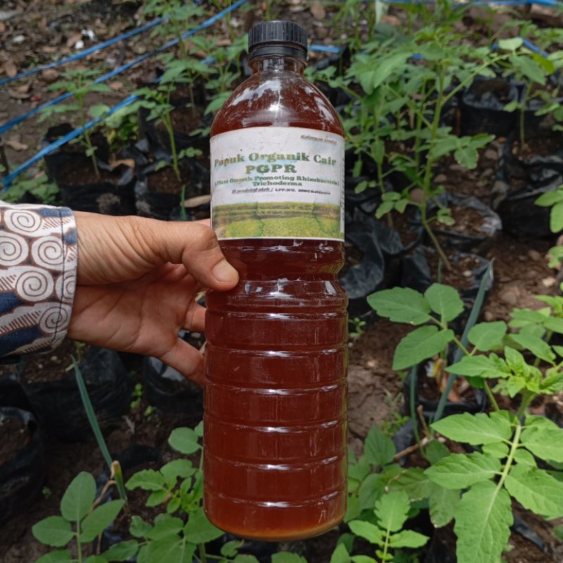 PUPUK-CAIR-ORGANIK (PGPR)