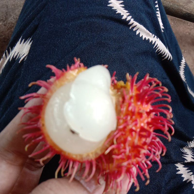 

rambutan