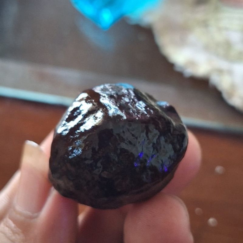 MUNCANG ADU KUAT JENIS SI KARANJE