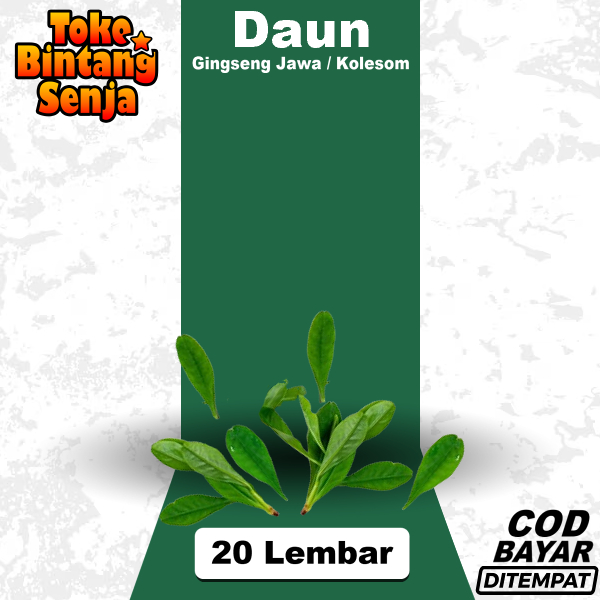 

Daun Kolesom 20 Lembar Gingseng Jawa