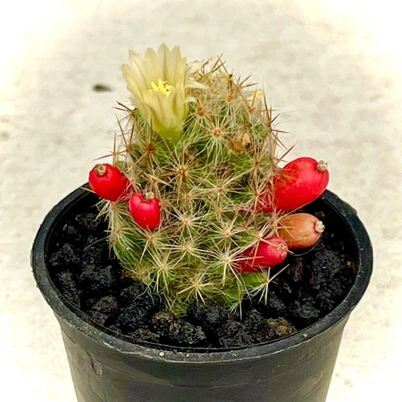 Tanaman Hias Kaktus Mamillaria Swinglei Mini Dekorasi Taman  Outdoor Indoor Rumah Elongata Duri Mera