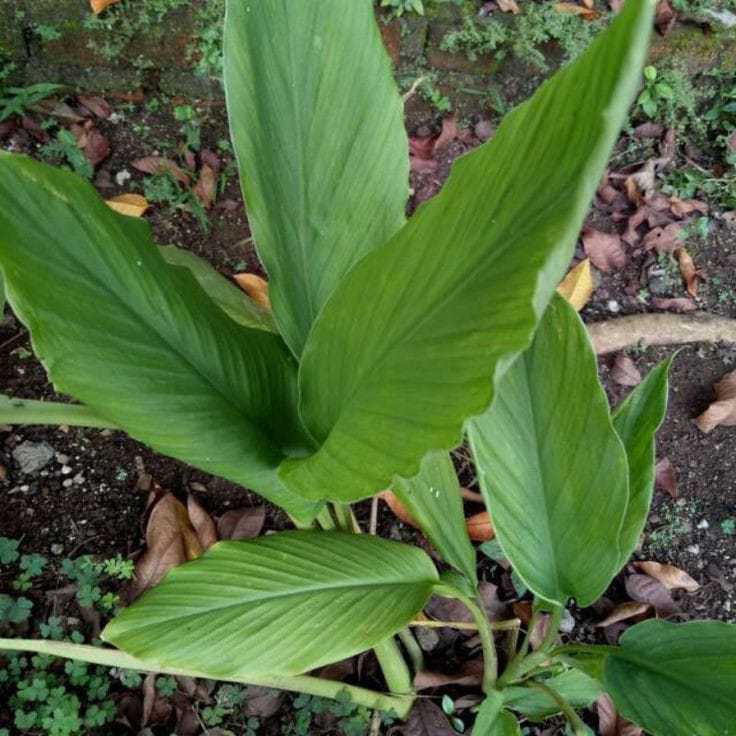 

Daun kunyit (Curcuma longa)