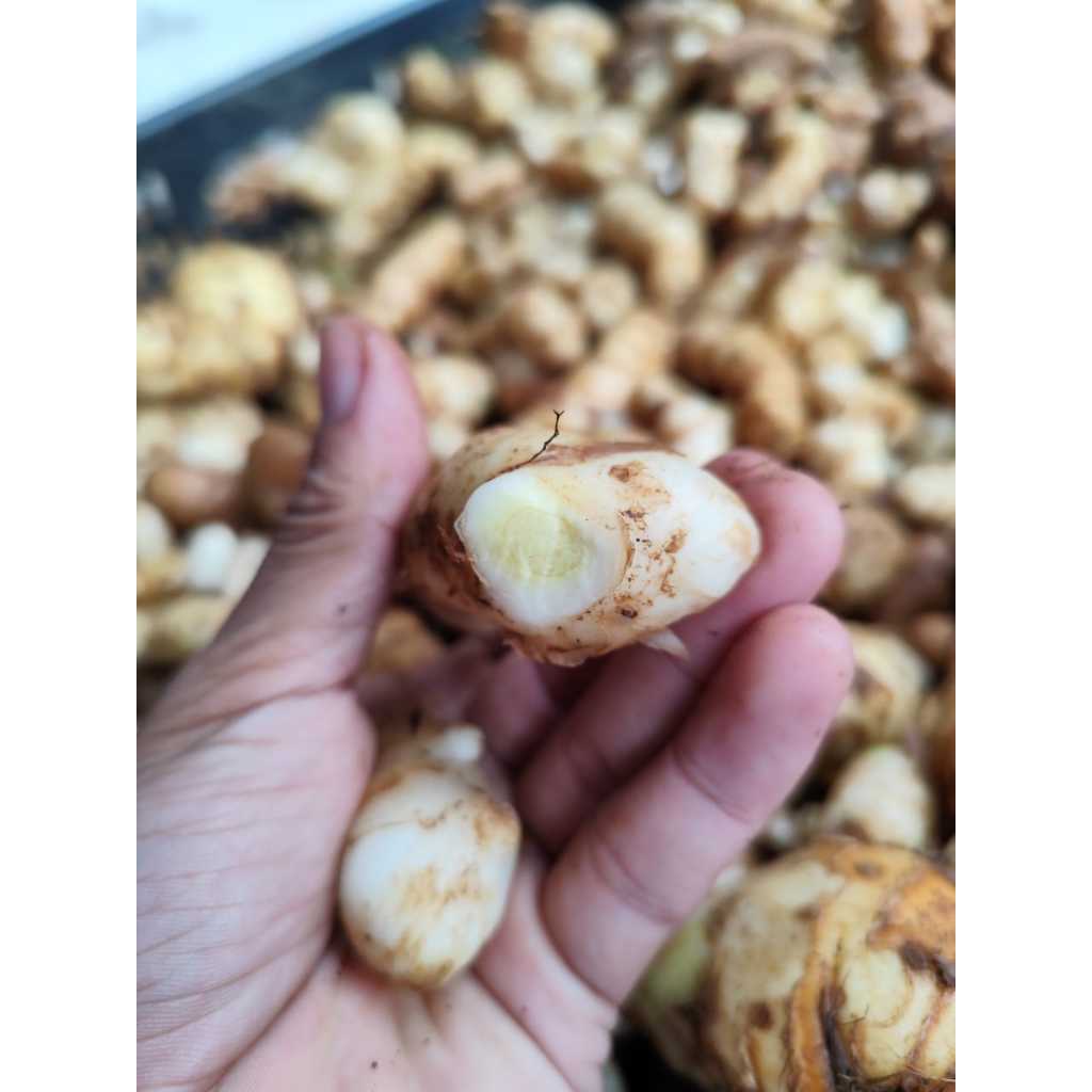 

Temu putih/ kunyit putih (zedoaria) curcuma 500 gram