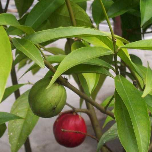 

Daun mahkota dewa (Phaleria macrocarpa)