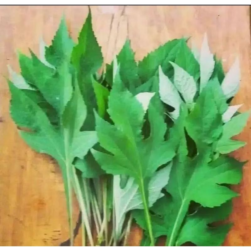 

Daun Insulin Daun kipahit 500 gram