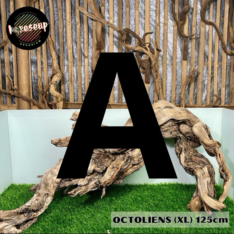 AKAR SANTIGI LAUT (A)