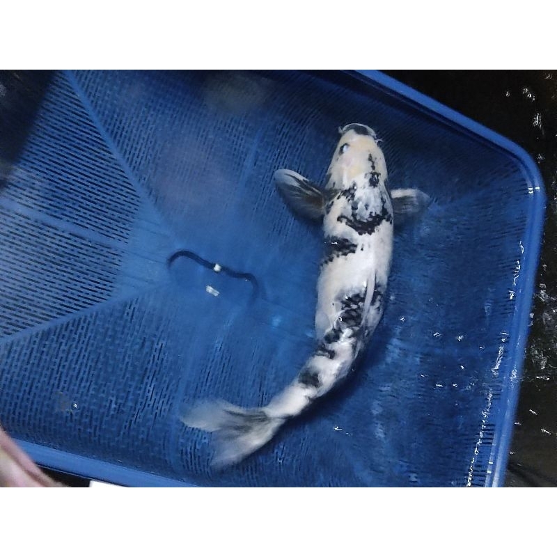 KOI SHIRO 50CM BLITAR RAWATAN PELIHARAAN JINAK