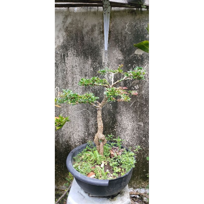 bonsai Kawista batu