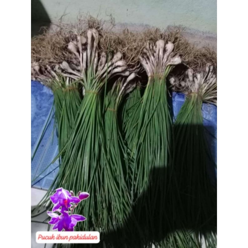 

bawang kuncay segar 1ikat