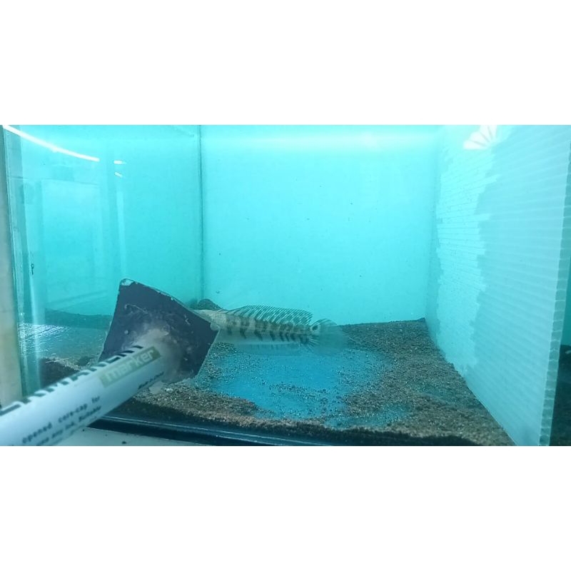 HIASAN AQUARIUM| MARU YS  10-11 CM