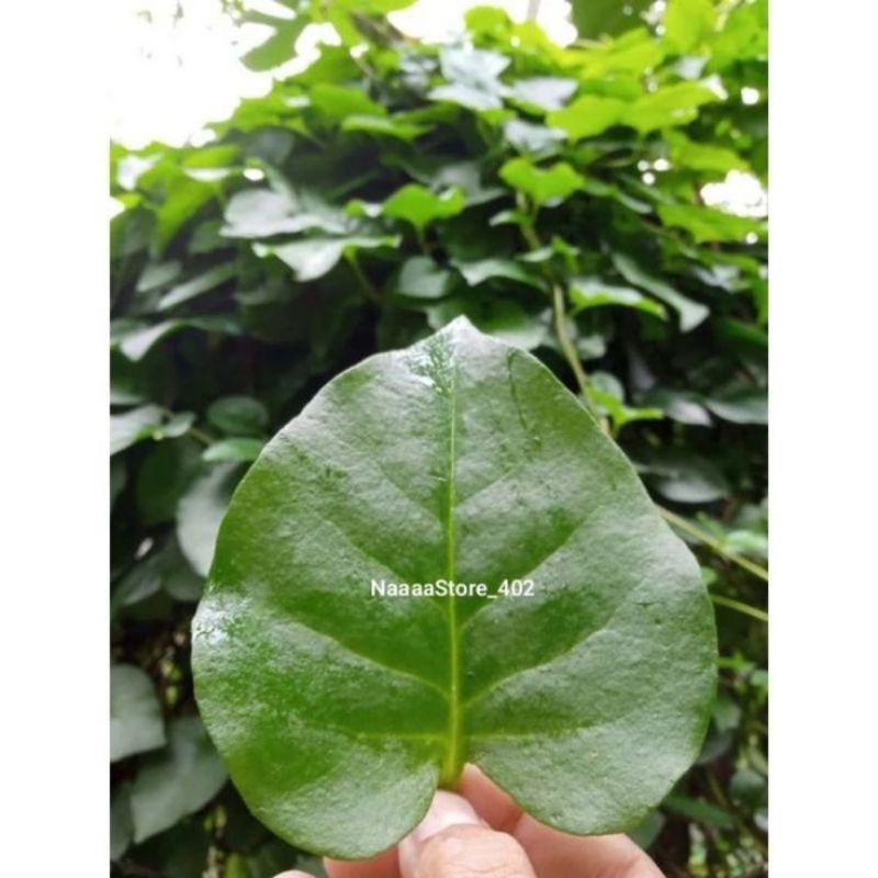 

Daun binahong Fress murahh original 250