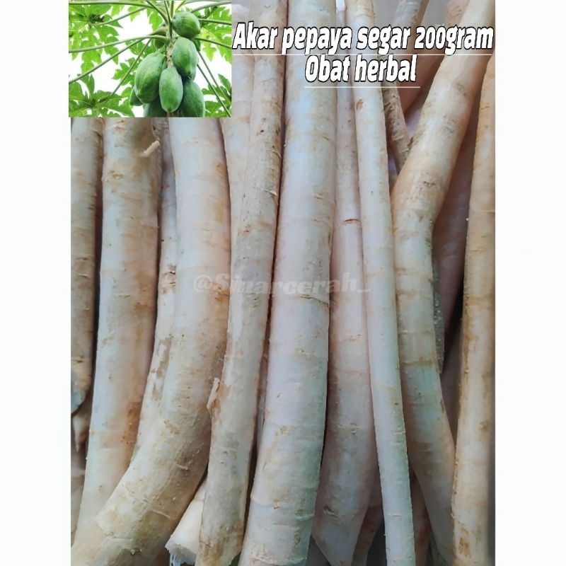 

Akar Pepaya Segar 200gr (obat herbal)Akar pepaya Gandul Gedang fresh organik