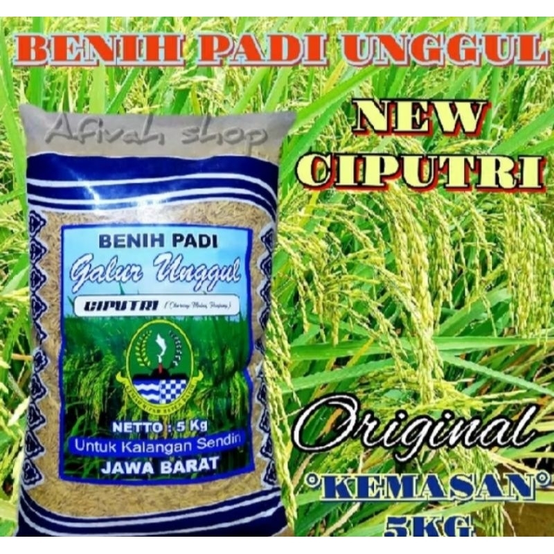 benih bibit padi unggul ciputari original(Ciherang malai panjang terbaru 5kg