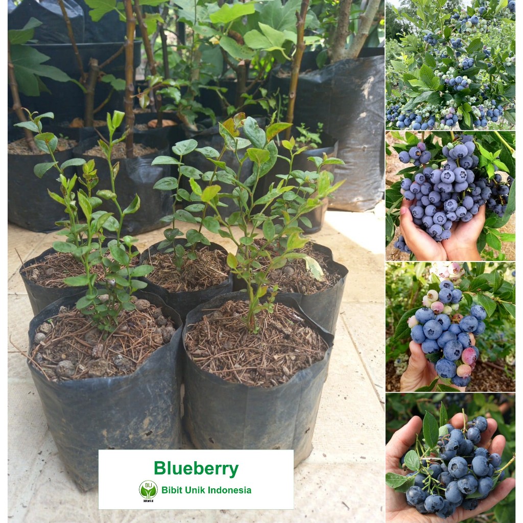BIBIT BLUEBERRY RABBIT EYE ORIGINAL BIBIT UNIK