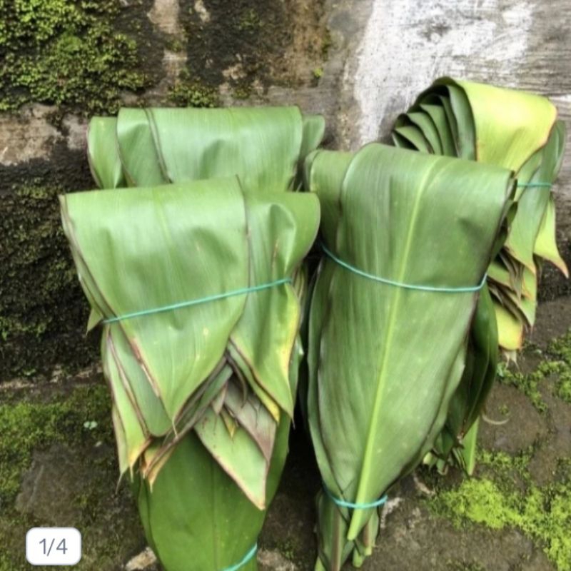 

Bungkus bacang bakcang Daun hanjuang atau andong segar perlembar murah