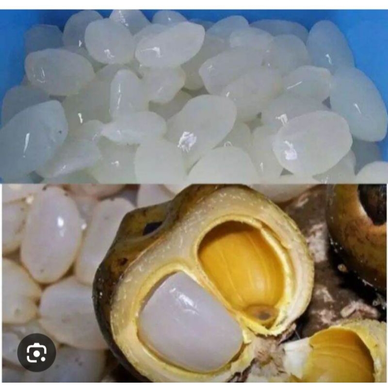 

kuang kaling buah aren bosa dibuat manisan 1 kg