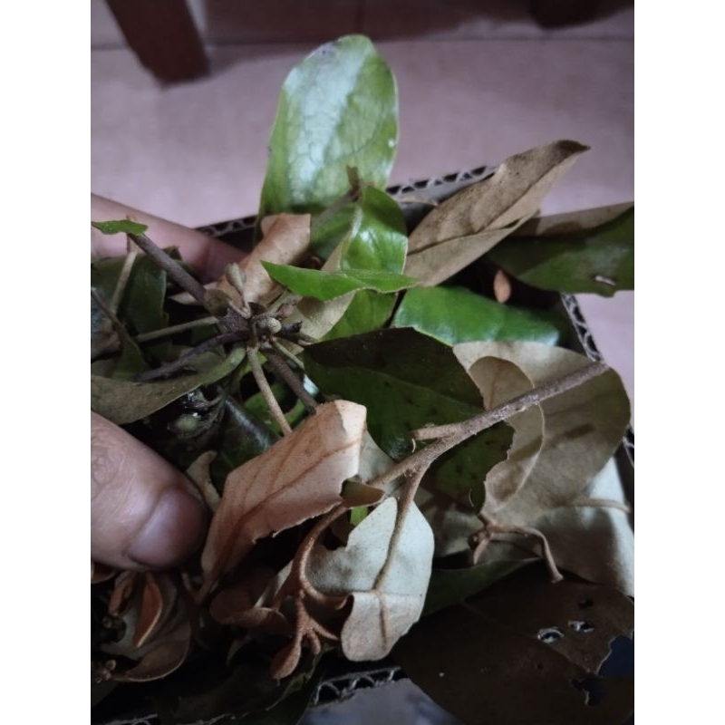 

daun benalu alpukat fress 1kg