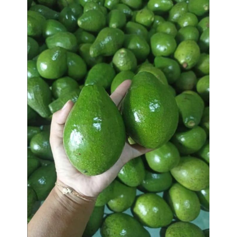 

ALPUKAT MENTEGA 1KG ISI 3,4,5,6