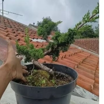 bonsai kishu pingpong