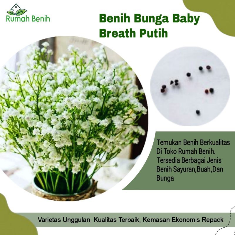 Benih Bunga Baby Breath Putih / Bibit Benih Bunga Gypsophila Elegans Import / Biji Benih Bunga Baby 