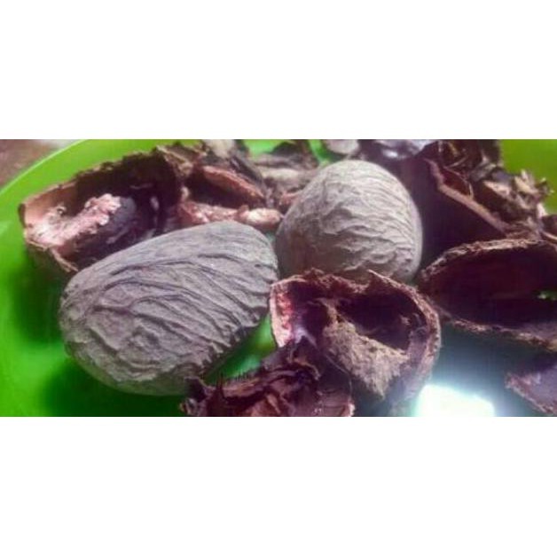 

Keluwak / Kluwek / Pincung/ Kepayang / Pacung / Pakem / Pangi (100 Gram)