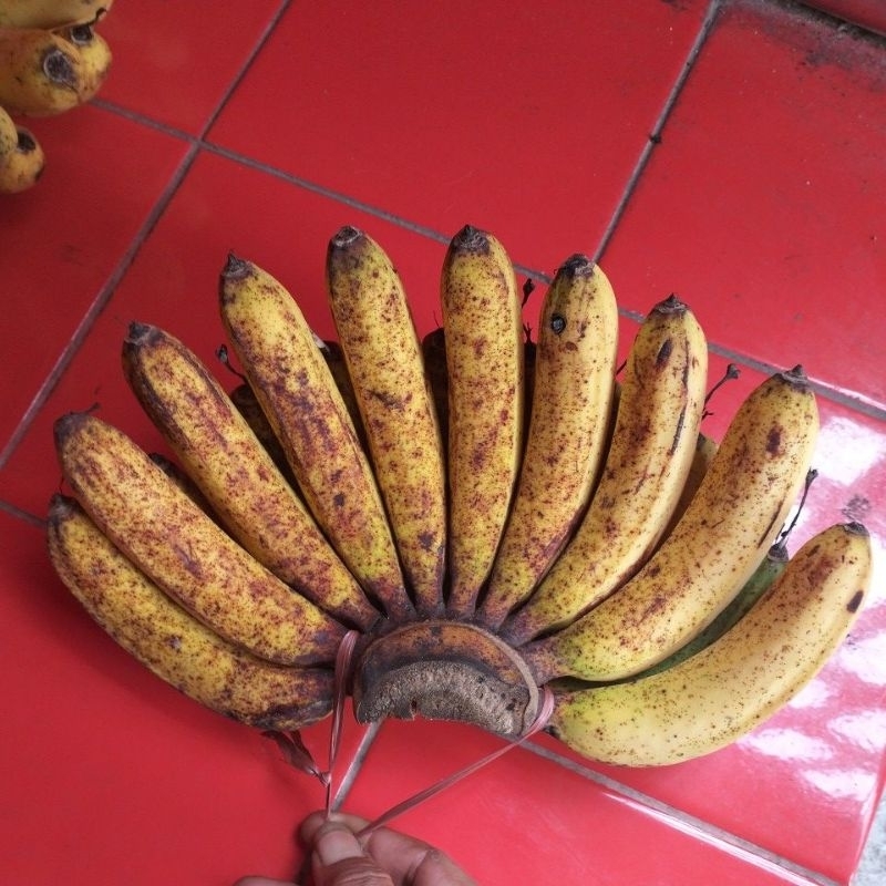 

pisang barangan asli medan