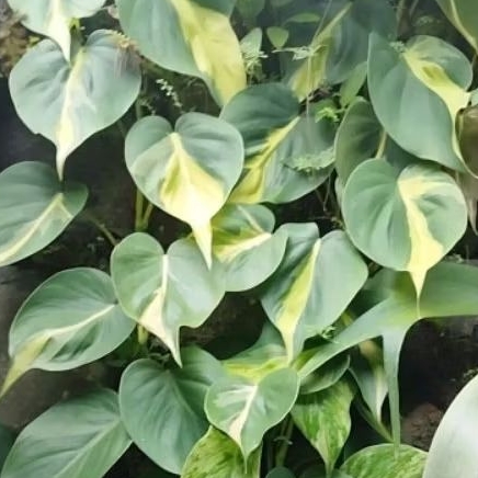 bibit tanaman sirih brazil cemong kuning