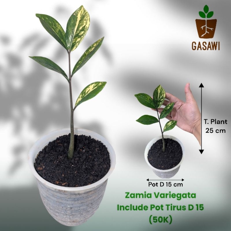 Tanaman Zamia Culcas Variegata Realpict