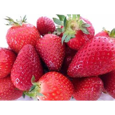 

Strawberry Sweetheart Hidroponik Hidroponik per pack