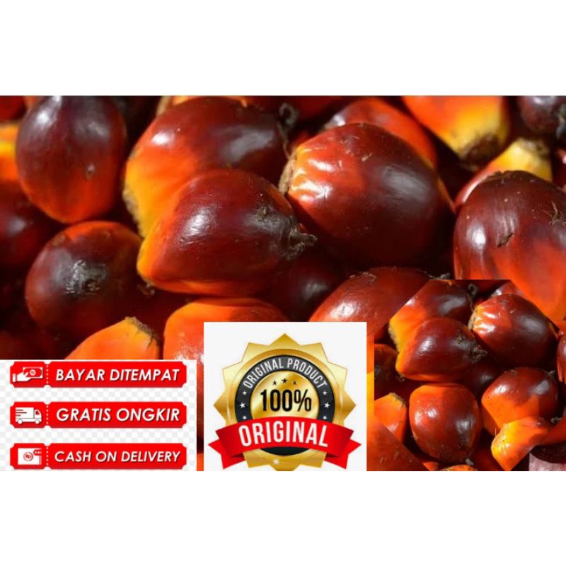 

buah sawit di petik saat ada pesanan 5kg