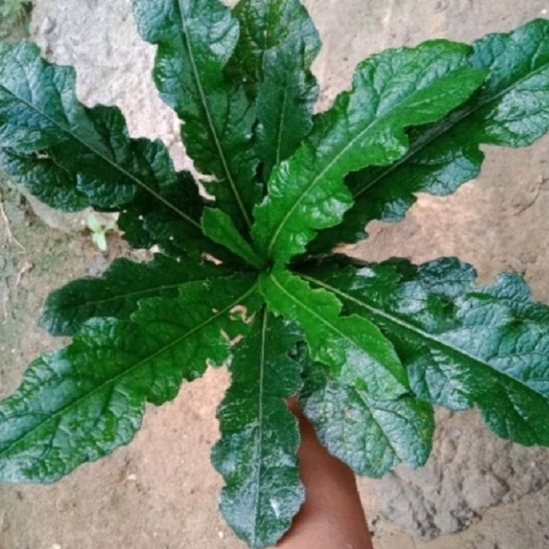 

DAUN TAPAK LIMAN FRESH SEGAR 200gr