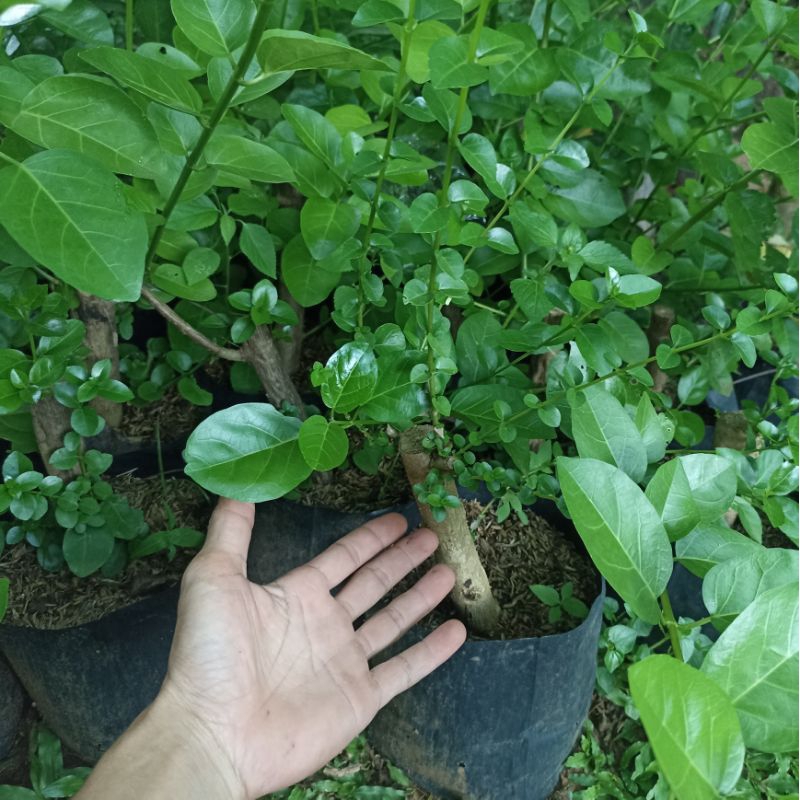 Bibit pohon sancang bahan bonsai