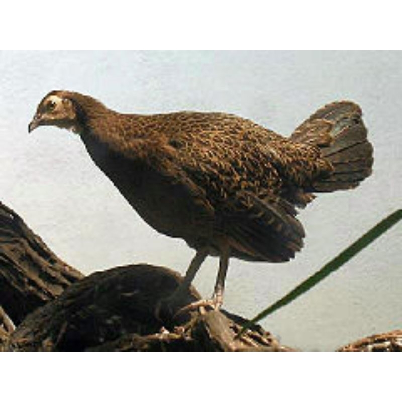 ayam hutan hijau betina