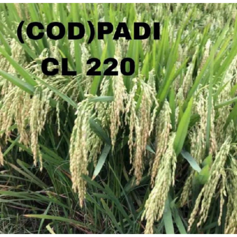 BENIH PADI CL 220 KUALITAS 1KG ORIGINAL