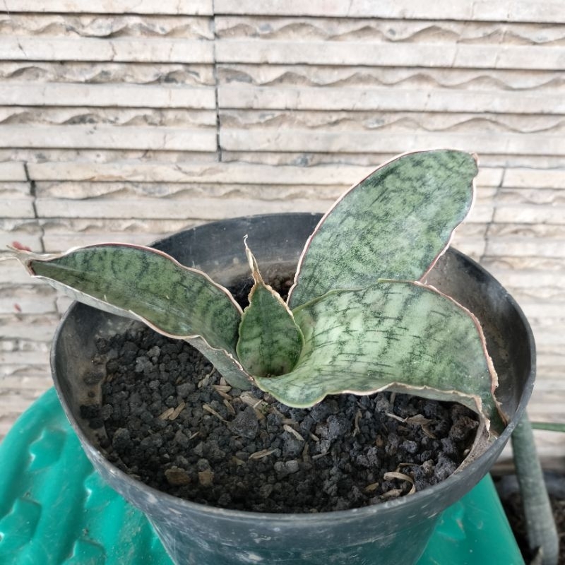 Sansevieria Silver Blue