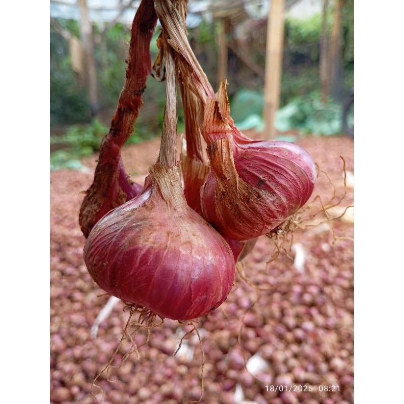 

bawang merah super bali karet daun sudah kering 1000 gram bisa untuk bibit bisa disimpan tahan lama