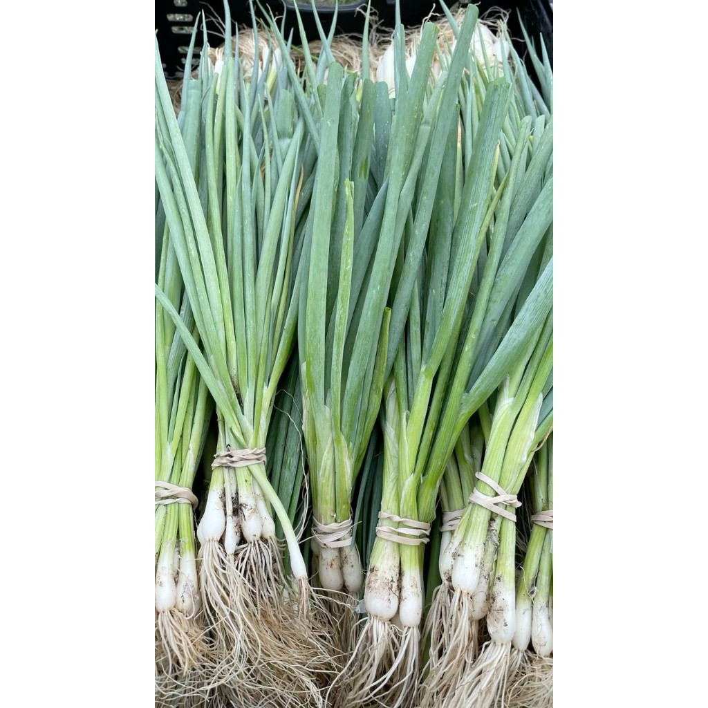

Benih Daun Bawang Murah