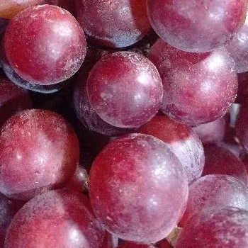 Buah anggur merah manis 1krat (5.5 kg)