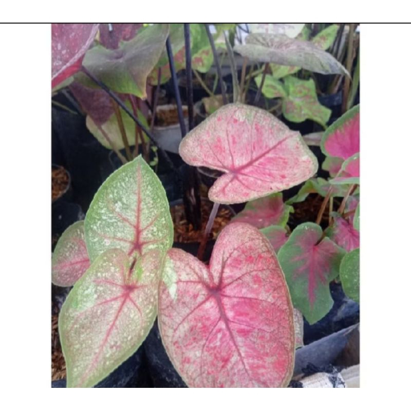 caladium/keladi hybrid ORI biji 10 gratis 1
