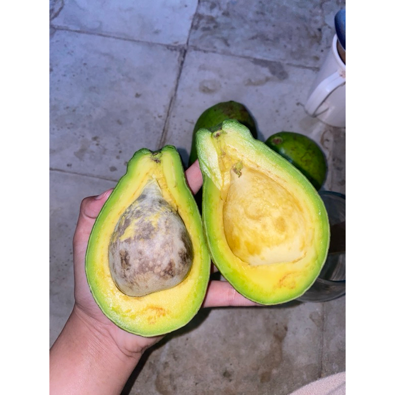 

Alpukat Mentega isi 6-7