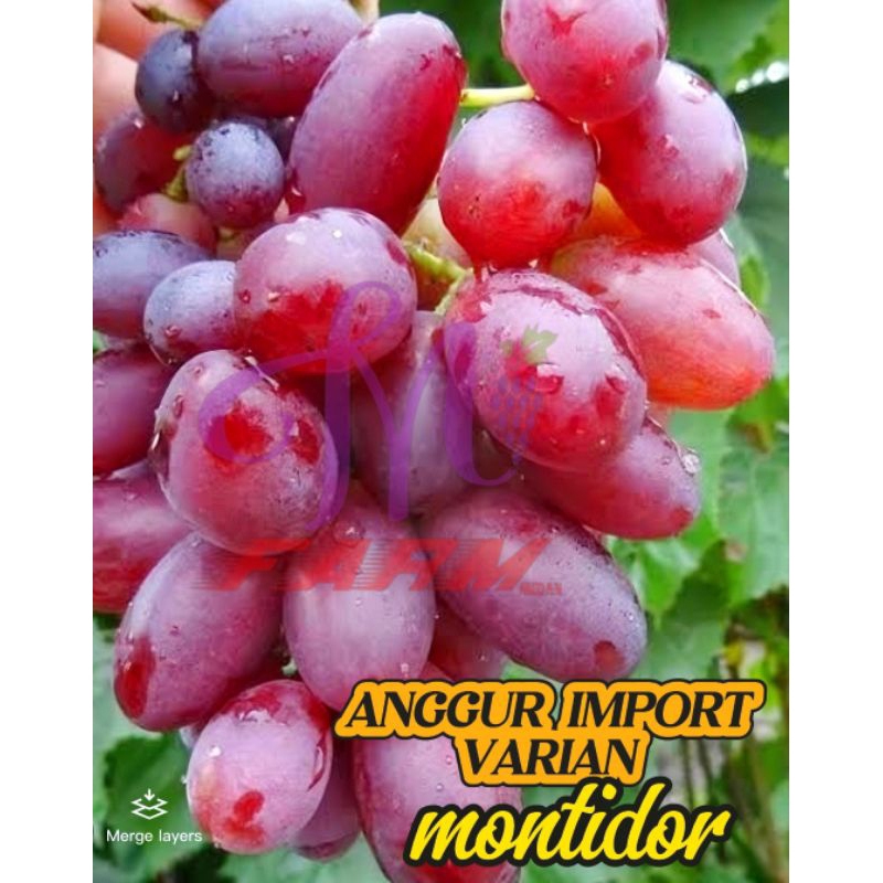 

BIBIT ANGGUR IMPORT VARIAN MONTIDOR BERGARANSI 100% VALID