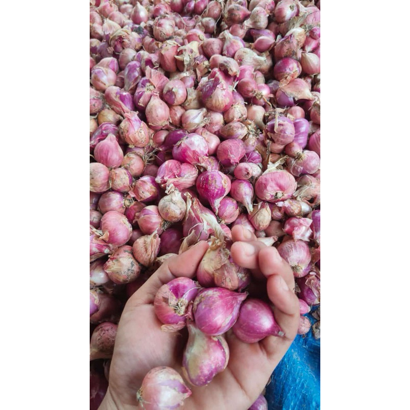 

Bawang merah thailand